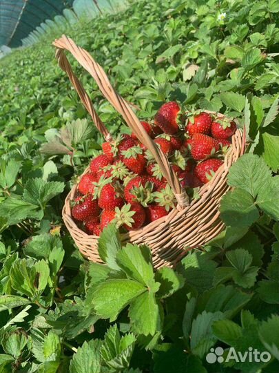 Рассада ремонтантной клубники