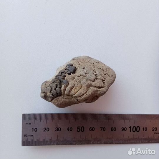 Окаменельсть