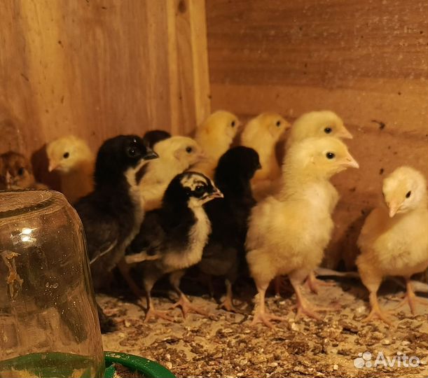 Цыплята от цветных курочек