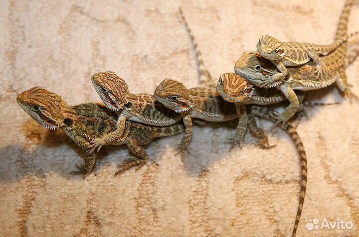 Рептилии ящерицы