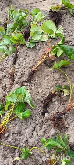 Клубника рассада с зкс в наличии