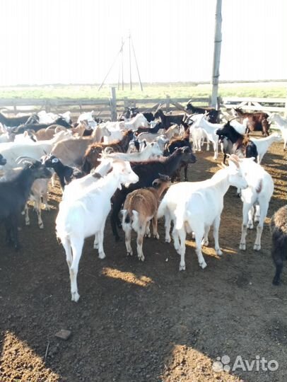 Козы Козлята