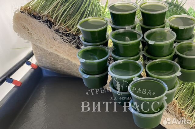 Витграсс - сок проростков Пшеницы (распродажа) купить в Курске | Товары ...