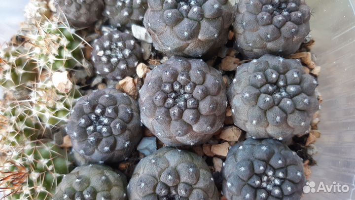 Кактусы коллекционные