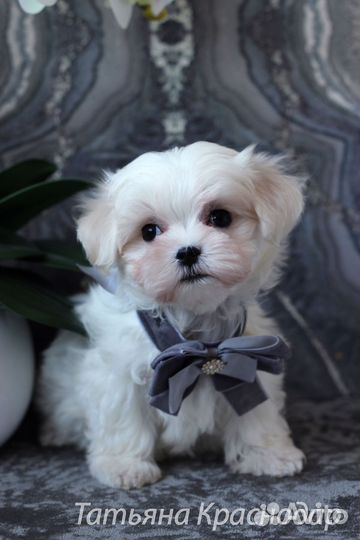 Мальтезе РКФ Мальчики