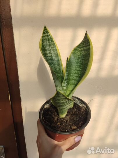 Сансевиерия (Тещин язык, Щучий хвост)