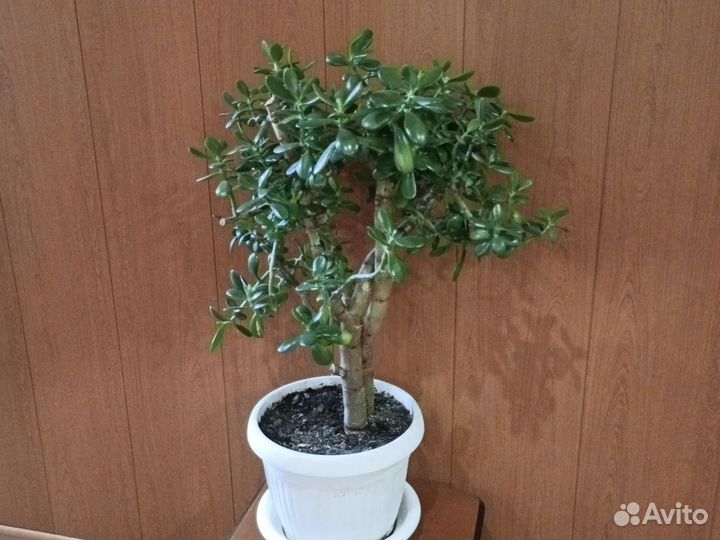 Денежное дерево, красула толстянка