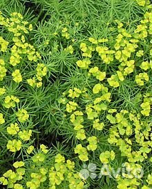 10 многолетних цветов для горки