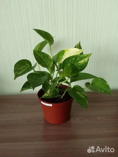 Сингониум. Сциндапсус