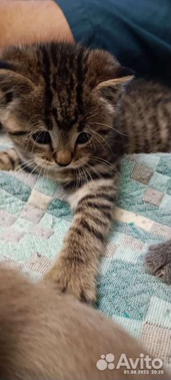 Кошка в дар бесплатно