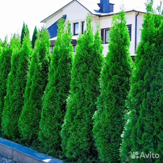 Туя смарагд