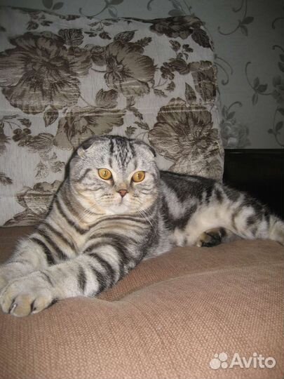 Шотландский кот на вязку