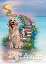 Гуманное усыпление животных на дому