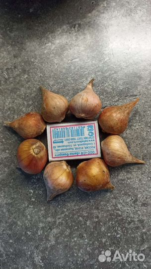 Луковицы тюльпанов