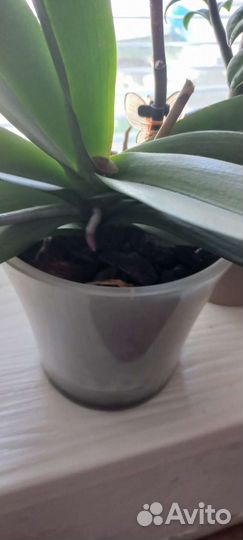 Орхидея фаленопсис биг лип