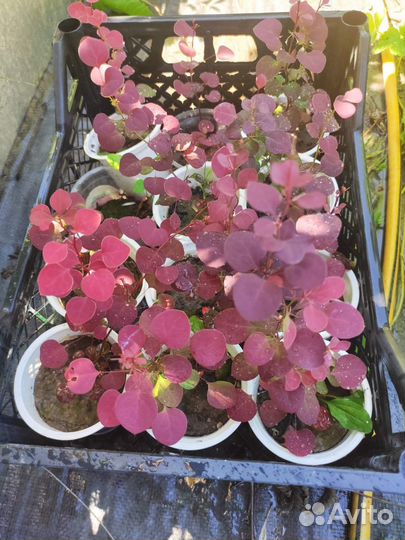 Мартагоны,ирисы, сеянцы барбарисов, лилейники