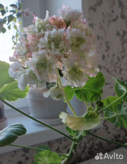 Пеларгония герань