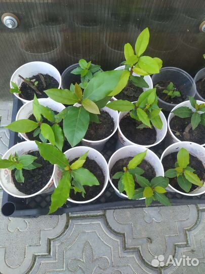 Цветущие кустарники и цветы