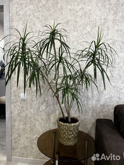 Драцена с горшком