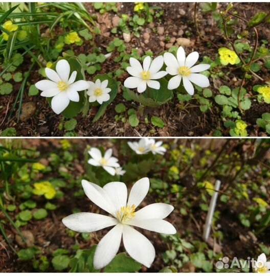 Садовые многолетники