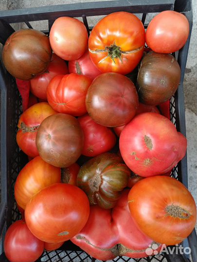 Помидоры грунтовые; капуста