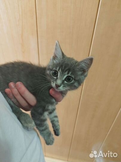 Котенок серый