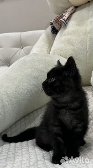 Британская кошечка