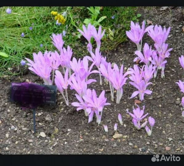 Луковицы безвременника