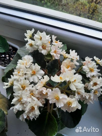 Фиалки (листом)