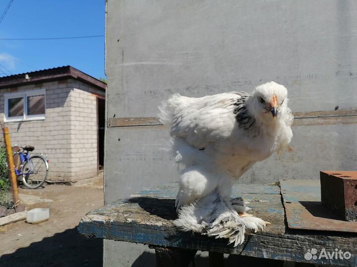 Цыплята брама