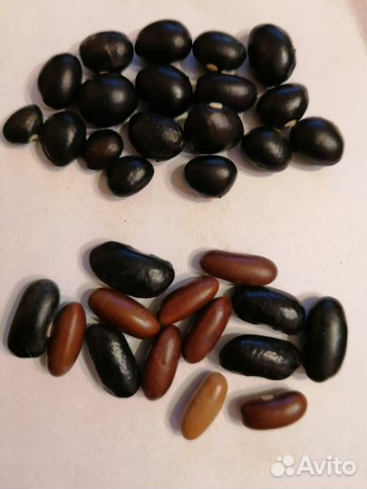 Семена фасоли