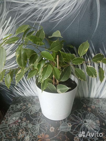 Фикус бенджамина пестролистный