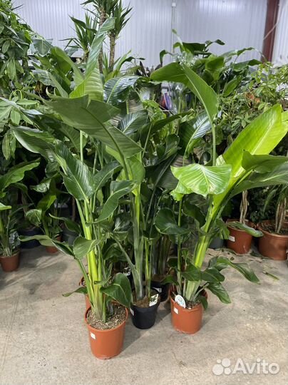 Стрелиция николая от 150см