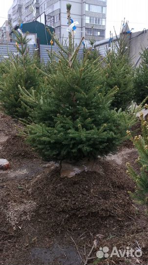 Ель сибирская от 1м