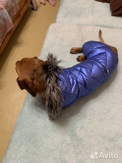 Одежда доя собаки