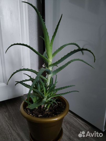 Алоэ лечебный