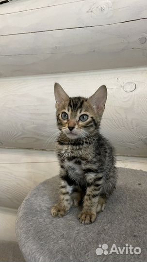 Бенгальские котята