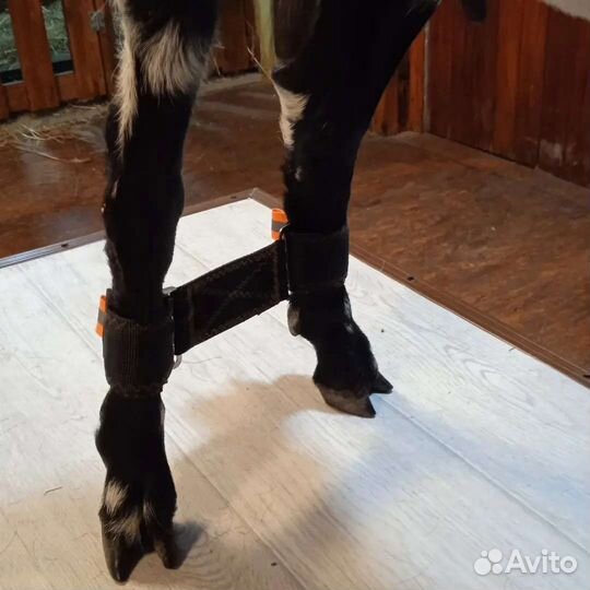 Путы для фиксации ног козы