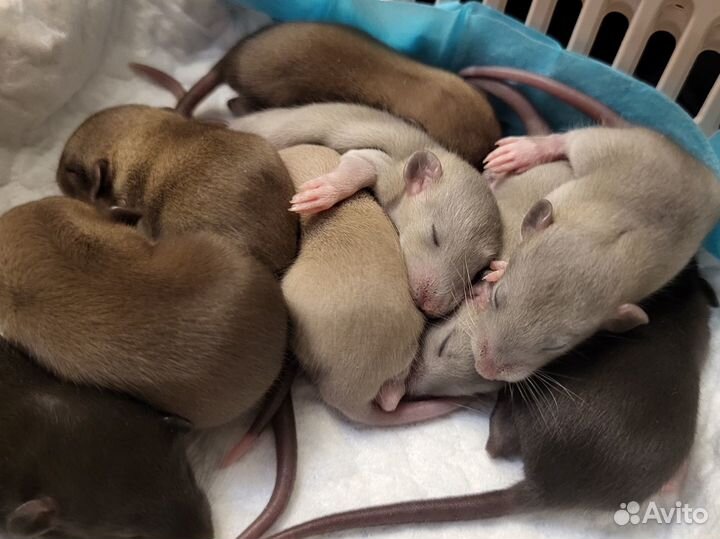 Крыса Бурмиз, Голубая крыса Дамбо, Крысята