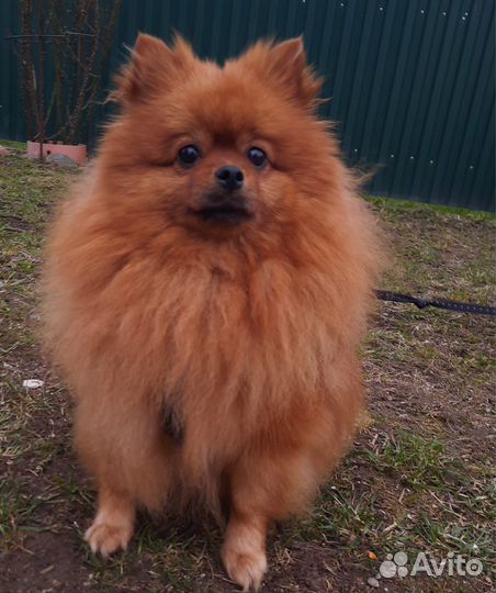 Щенки шпица