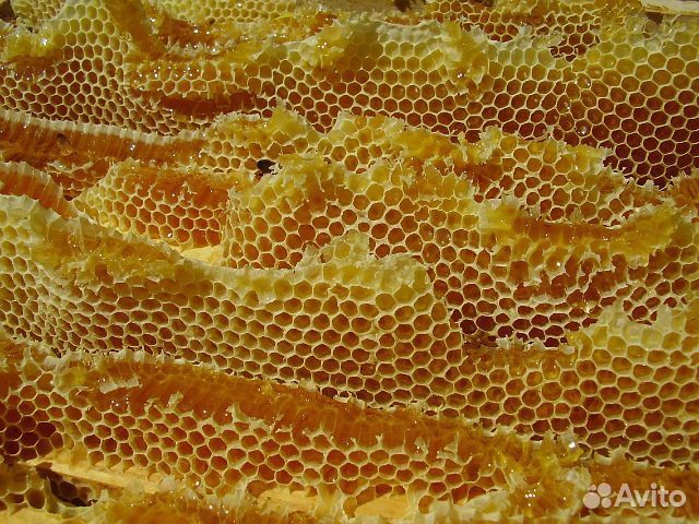 Мёд алтайский