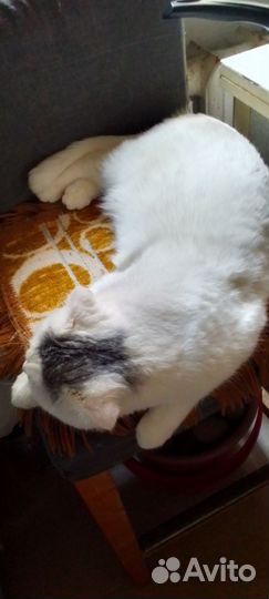 Британка кошка 3.5 года