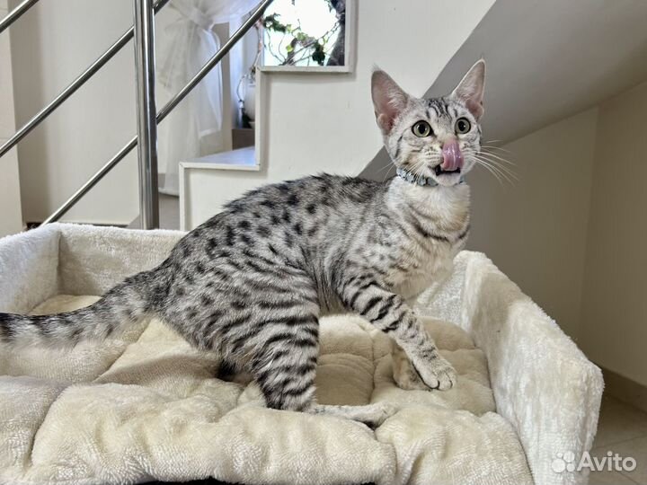 Саванна кошечка Арина 3 мес