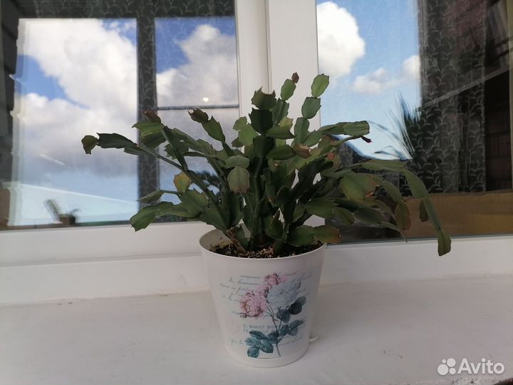 Декабрист шлюмбергера белый