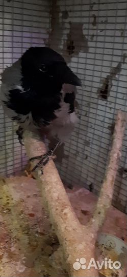 Серая ворона в добрые руки