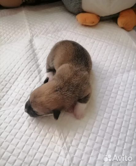 Мальчики и девочки коржики