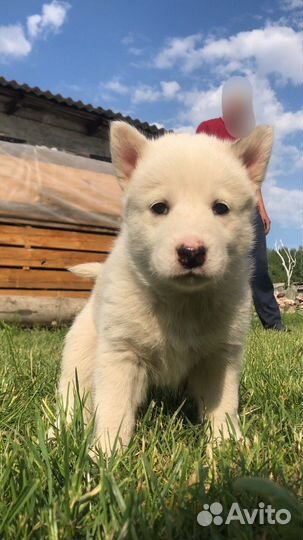 Собаки хаски