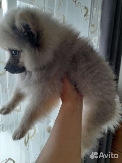 Померанский шпиц мини