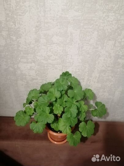 Пелларгония герань