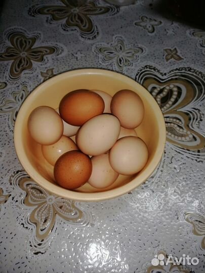 Инкубационное яйцо